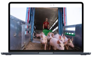 Djurtransporter - en introduktion 